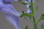 Helmet flower